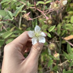 Rubus croceacanthus