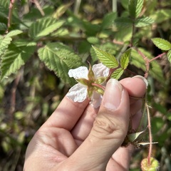 Rubus croceacanthus