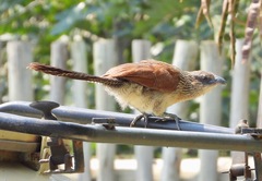 Centropus superciliosus