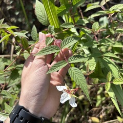 Rubus croceacanthus