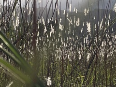 Saccharum formosanum