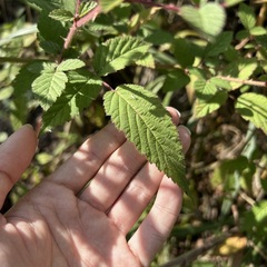 Rubus croceacanthus