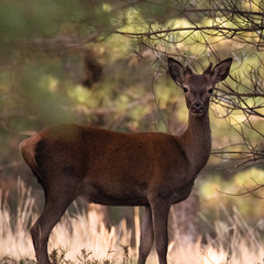 Cervus elaphus elaphus