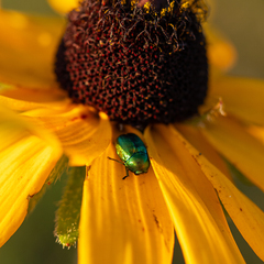 Cryptocephalus sericeus