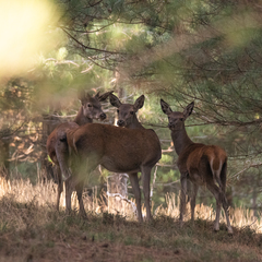 Cervus elaphus elaphus