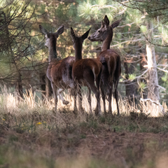 Cervus elaphus elaphus