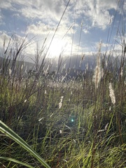 Saccharum formosanum