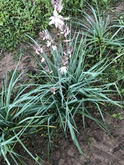 Asphodelus