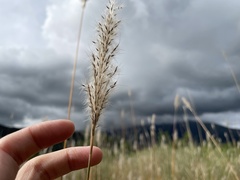 Saccharum formosanum