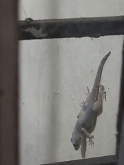 Hemidactylus flaviviridis