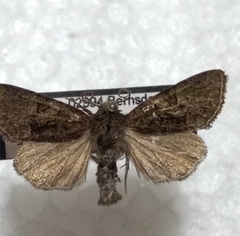 Oligia latruncula