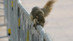 Callosciurus finlaysonii