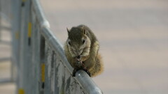 Callosciurus finlaysonii