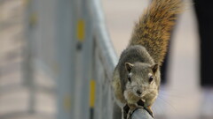 Callosciurus finlaysonii