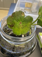 Hydrocotyle ranunculoides