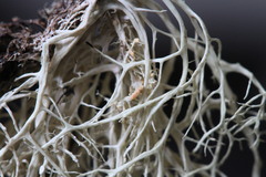 Tremella tuckerae