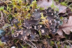 Peltigera rufescens