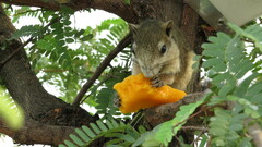 Callosciurus finlaysonii