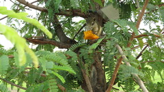 Callosciurus finlaysonii