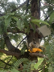 Callosciurus finlaysonii