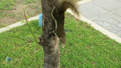 Callosciurus finlaysonii