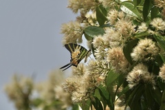 Graphium antiphates