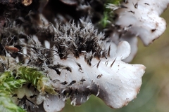 Peltigera rufescens