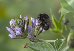 Bombus terrestris canariensis
