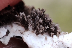 Peltigera rufescens