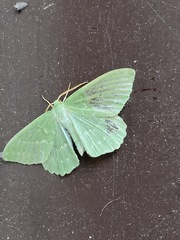 Geometra papilionaria