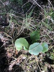 Hydrocotyle vulgaris