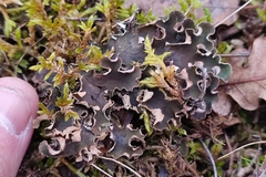 Peltigera rufescens