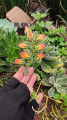 Echeveria pulvinata