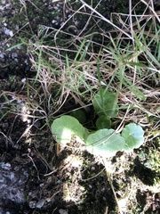 Hydrocotyle vulgaris