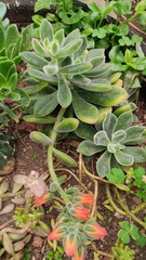 Echeveria pulvinata
