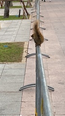 Callosciurus finlaysonii