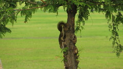 Callosciurus finlaysonii