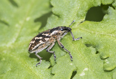 Cyphocleonus armitagei