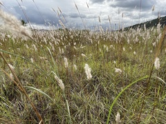 Saccharum formosanum