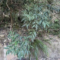 Ardisia virens