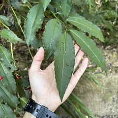 Ardisia virens