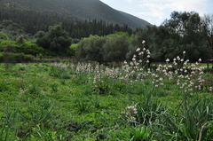 Asphodelus ramosus ramosus