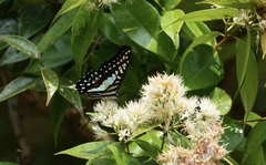 Graphium evemon