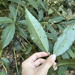 Ardisia virens