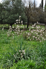 Asphodelus ramosus ramosus
