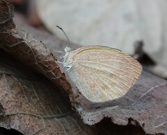 Eurema daira
