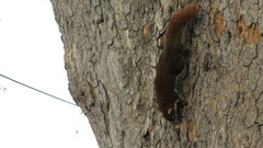 Callosciurus finlaysonii