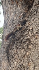 Callosciurus finlaysonii