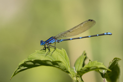 Argia serva