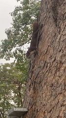 Callosciurus finlaysonii